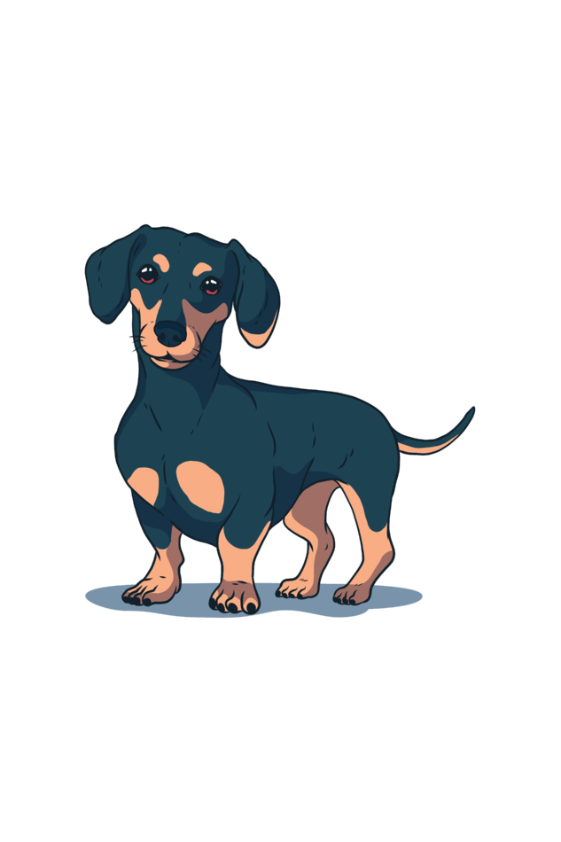 Dachshund